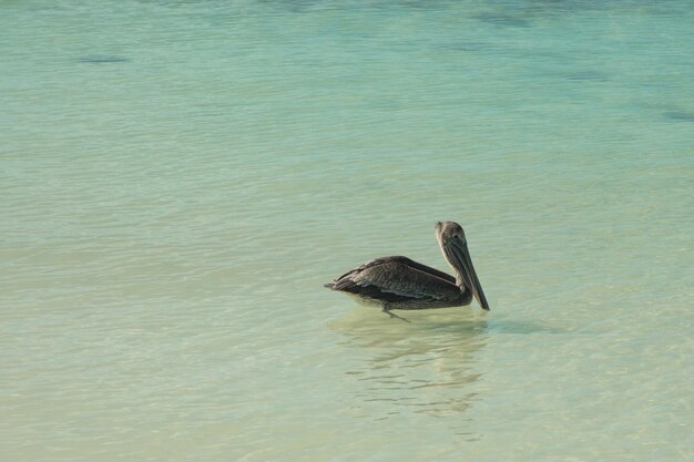 O pelicano marrom nada no caribe