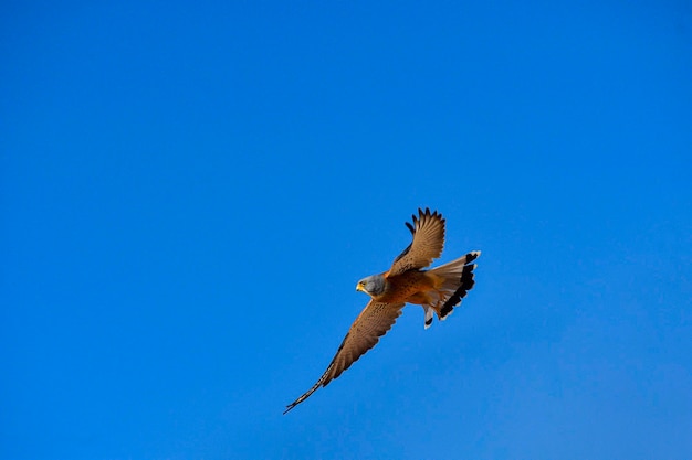 O peneireiro menor é uma espécie de ave falconiforme da família falconidae