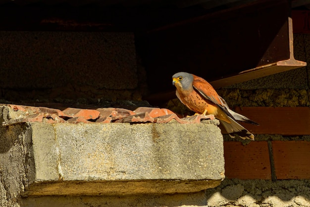 O peneireiro menor é uma espécie de ave falconiforme da família falconidae