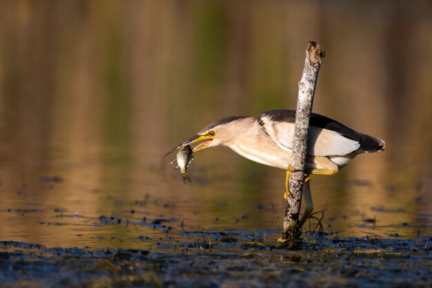 Foto o pequeno bittern segura uma vara com um grande peixe em seu bico ixobrychus minutus