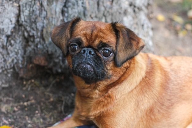 O pequeno cão Brabancon com cor castanha deitado debaixo da árvore em