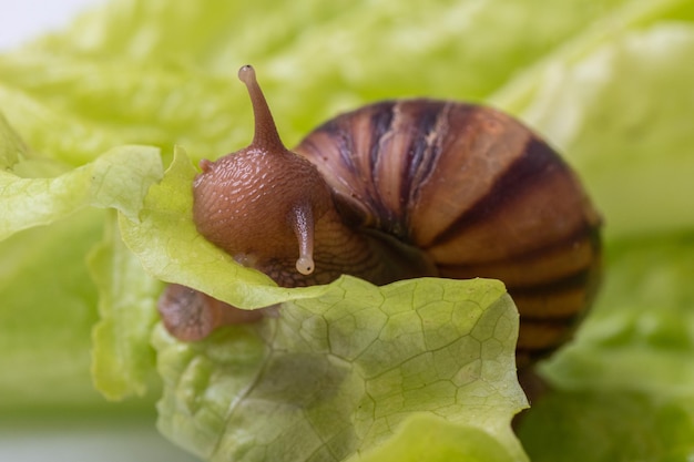 O pequeno caracol Achatina come uma folha de alface ou grama, Caracol na natureza, close-up, foco seletivo, espaço de cópia. Pode ser usado para ilustrar os danos dos caracóis para a jardinagem