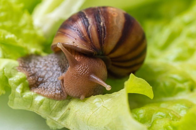 Foto o pequeno caracol come uma folha de alface ou grama, caracol na natureza, close-up