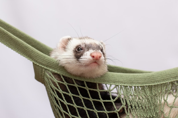 O pequeno furão descansa em sua casa