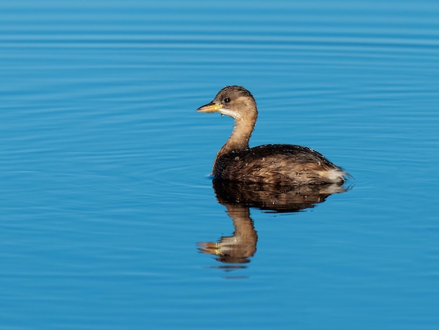 O pequeno grebe Tachybaptus ruficollis também conhecido como dabchick