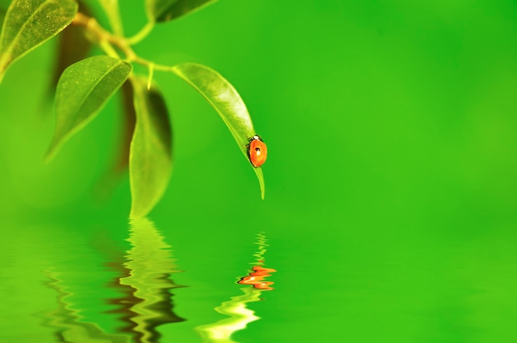 Foto o pequeno inseto em uma folha de uma planta. refletido na água.