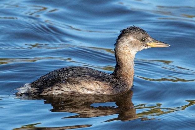 O pequeno mergulhão Tachybaptus ruficollis também conhecido como dabchick em aiguamolls emporda girona mediterrâneo espanha