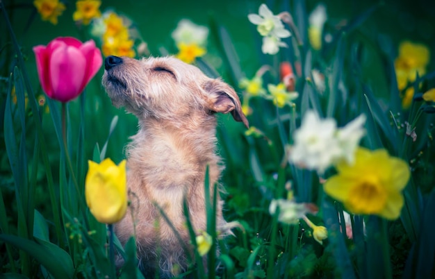 O perfume das flores para um cão