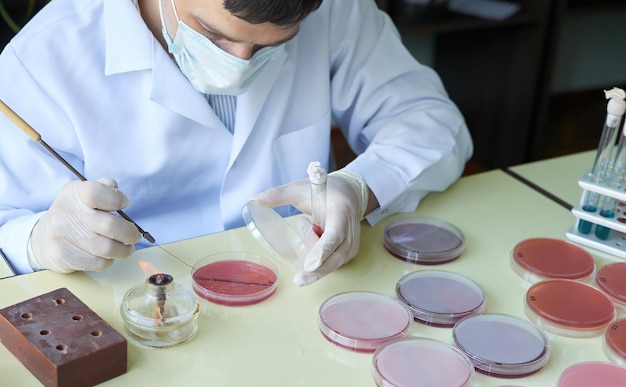 O pesquisador de laboratório faz inoculação bacteriológica numa placa de Petri