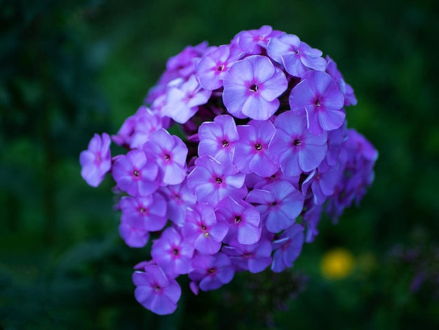 O phlox roxo é um gênero de plantas herbáceas floridas da família cyanotic Polemoniaceae