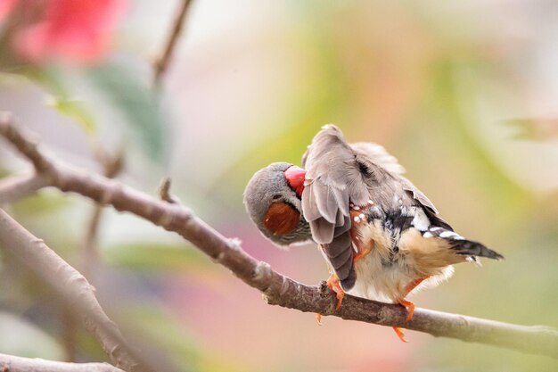 Foto o pince-de-cauda-de-eixo poephila acuticauda está sentado em uma árvore em um jardim tropical