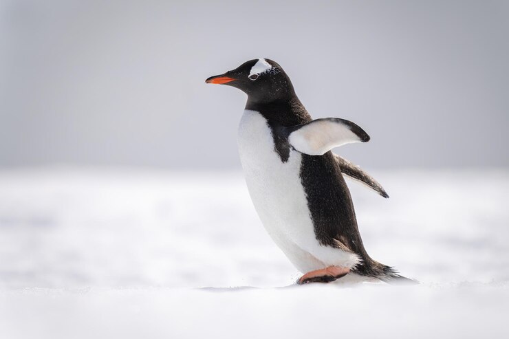 Foto o pinguim gentoo caminha pela neve voltado para a esquerda