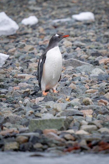 Foto o pinguim gentoo está de pé sobre as telhas olhando para a direita