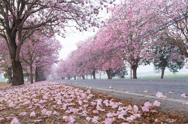 O Pink Chompoo Panthip está florescendo no parque