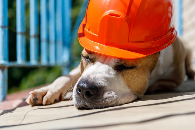 O pit bull terrier da raça do cão encontra-se em um capacete de construção laranja
