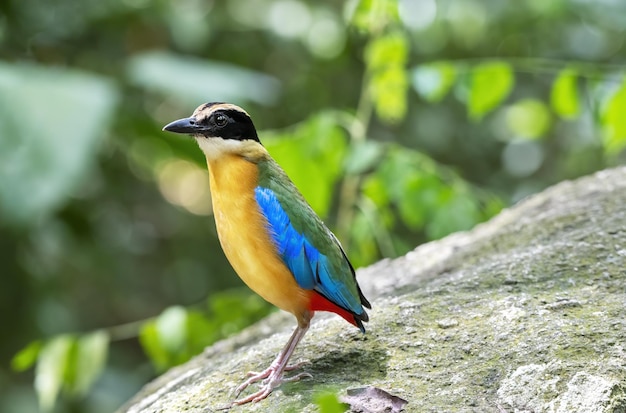 O pitta de asas azuis empoleirado na rocha com fundo verde bokeh Tailândia