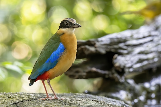 Foto o pitta de asas azuis empoleirado na rocha com fundo verde bokeh tailândia