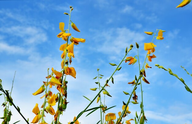 Foto o plano de fundo das lindas flores em colorido