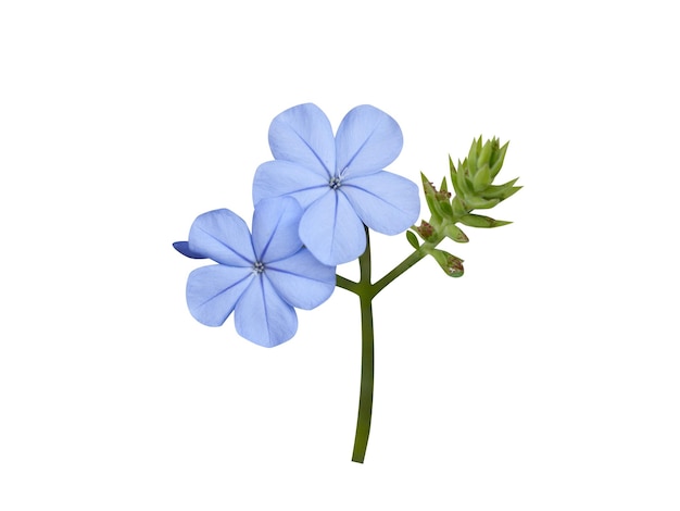 O Plumbago auriculata ganhou o Prémio de Mérito de Jardim da Royal Horticultural Society