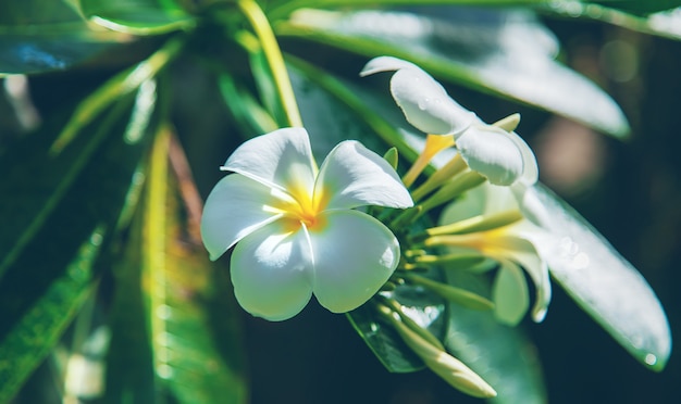 O plumeria branco bonito floresce em uma árvore.