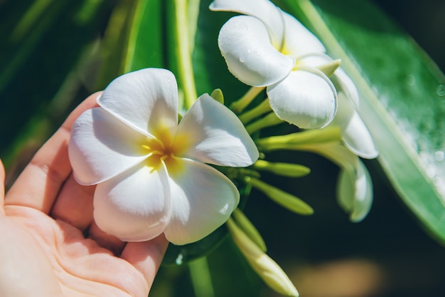 O plumeria branco bonito floresce em uma árvore.