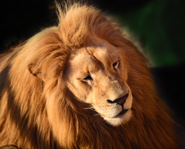 O poder e a força do leão rei dos animais