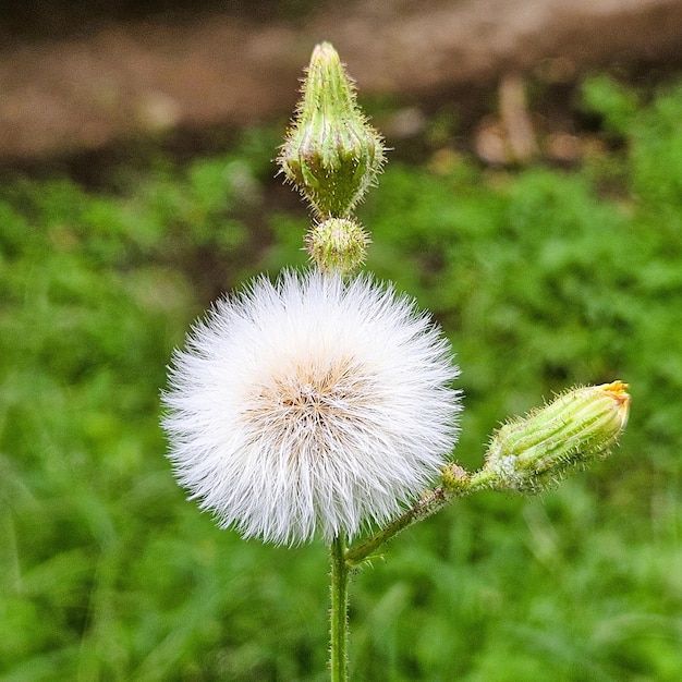 Foto o pólen da flor da planta sonchus oleracus é branco brilhante