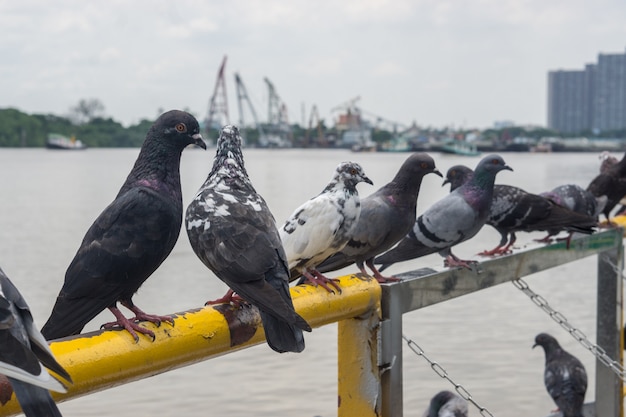 O pombo com fundo do borrão.