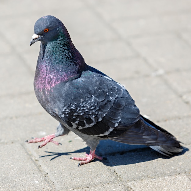 O pombo-correio na praça da cidade.