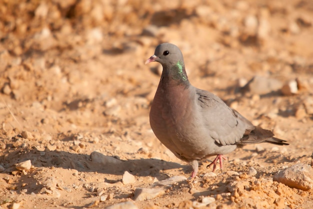 O pombo de estoque é uma espécie de ave columbiforme da família columbidae