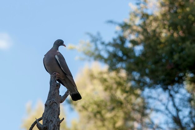 O pombo-torcaz é uma espécie de ave columbiforme da família columbidae
