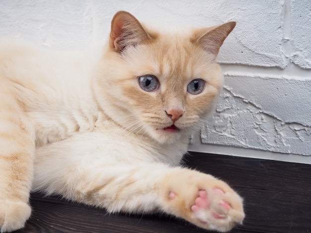 O ponto vermelho do gato doméstico siamês tailandês estende-se para fora no encontro completo da altura.