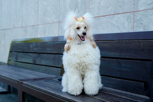 O poodle abrindo levemente a boca observa atentamente o que está acontecendo