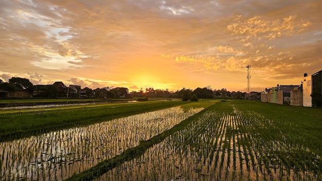 O pôr-do-sol ao redor dos campos de arroz