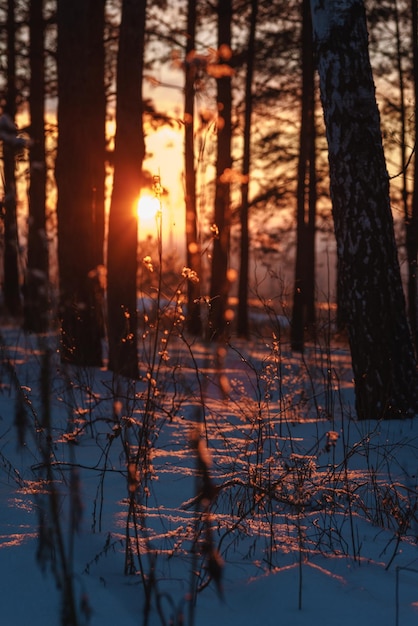 O pôr do sol na neve na floresta entre as árvores