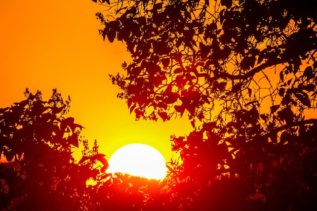 Foto o pôr-do-sol nos galhos de uma árvore