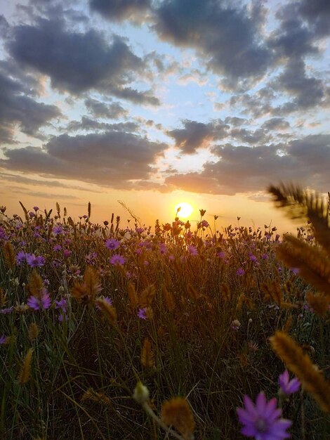 Foto o pôr-do-sol sobre o campo