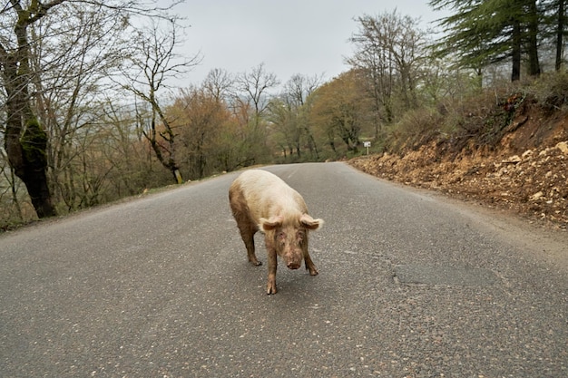 O porco doméstico caminha sozinho ao longo da estrada