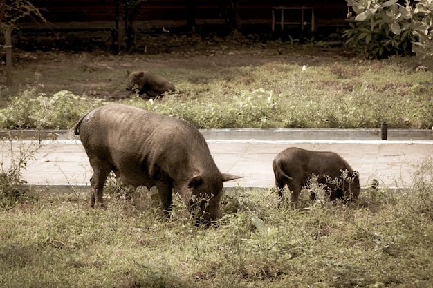 Foto o porco está andando para comer grama