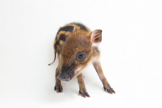 O porco filhote (sus scrofa vittatus) também conhecido como javali da indonésia o porco filhote (sus scrofa vittatus) também conhecido como javali selvagem da indonésia