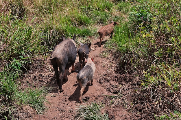 O porco no vale de Wamena, Papua, Indonésia