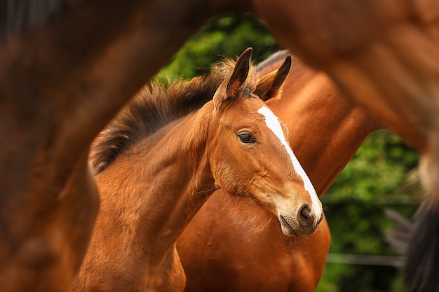 Foto Cavalo marrom pulando na cerca de madeira azul durante o dia – Imagem  de Genève grátis no Unsplash