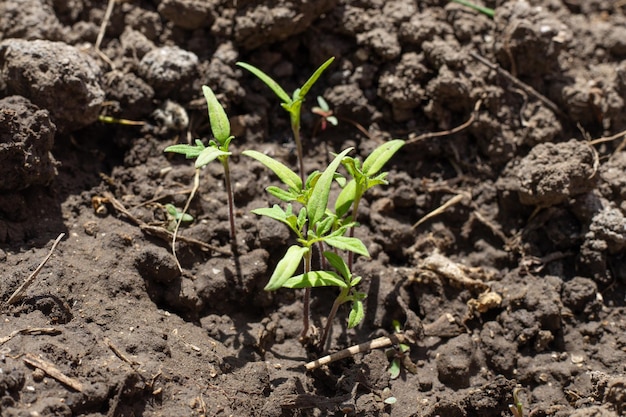 O primeiro broto de sementes de tomate semeadas em campo aberto Cultivo de tomates no jardim