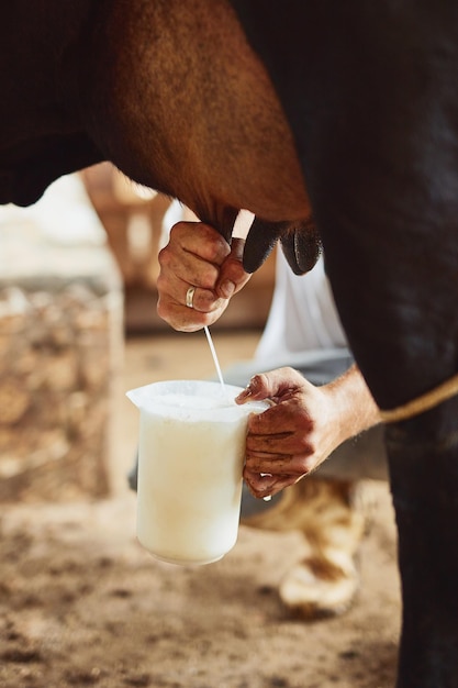 O primeiro passo para fazer queijo Tiro recortado de um agricultor masculino irreconhecível ordenhando uma vaca dentro de um celeiro