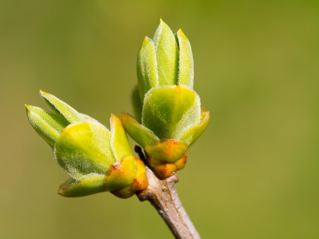 O primeiro ramo florescente