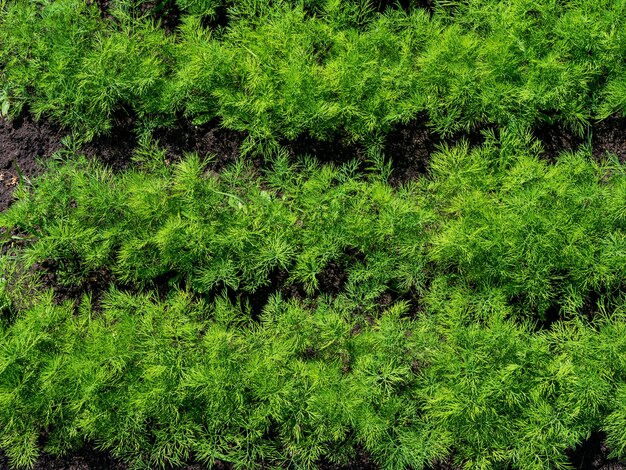 O processo de cultivo de endro Jovem endro em campo aberto Cultivo orgânico no jardim