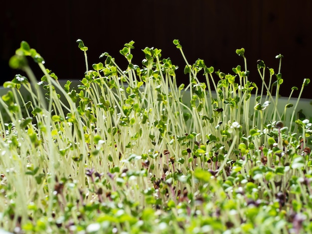 O processo de cultivo de microgreens Resultados intermediários Rebentos de hortaliças Horta em casa Frescos