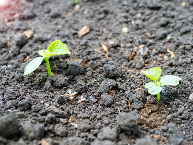 O processo de cultivo de pepinos Mudas jovens em campo aberto Cultivo orgânico no jardim