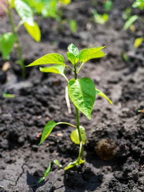 O processo de cultivo de pimenta pimenta em campo aberto Cultivo orgânico no jardim