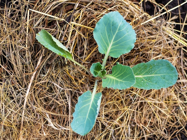 O processo de cultivo de repolho branco em campo aberto Cultivo orgânico no jardim